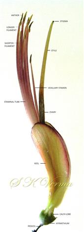  Pistil, Stamens and Keel
